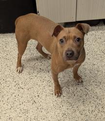 Shelter Stray Female Dog last seen Near HARPER RD, Atlanta, GA, 1251 Fulton Industrial Blvd NW, Atlanta, GA 30336, USA