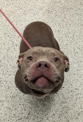 Shelter Stray Female Dog last seen Near Waters Rd., Atlanta, GA, 1251 Fulton Industrial Blvd NW, Atlanta, GA 30336, USA