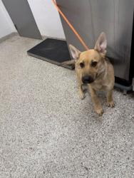Shelter Stray Female Dog last seen Hemphill Rd, County/Unicorporated, NC, 1491 Business Park Ct, Gastonia, NC 28052, USA
