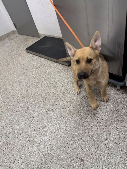 Shelter Stray Female Dog last seen Hemphill Rd, County/Unicorporated, NC, 1491 Business Park Ct, Gastonia, NC 28052, USA