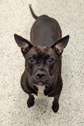 Shelter Stray Female Dog last seen Near Resurrection Way, Union City, GA, 1251 Fulton Industrial Blvd NW, Atlanta, GA 30336, USA