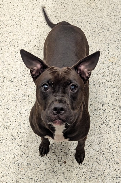 Shelter Stray Female Dog last seen Near Resurrection Way, Union City, GA, 1251 Fulton Industrial Blvd NW, Atlanta, GA 30336, USA