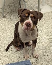 Shelter Stray Male Dog last seen Near Orly Ter, South Fulton, GA, 1251 Fulton Industrial Blvd NW, Atlanta, GA 30336, USA