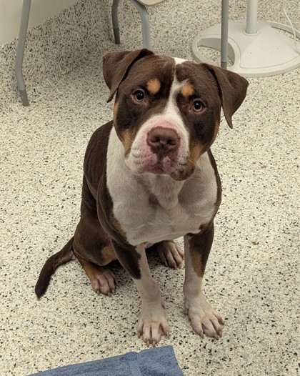 Shelter Stray Male Dog last seen Near Orly Ter, South Fulton, GA, 1251 Fulton Industrial Blvd NW, Atlanta, GA 30336, USA