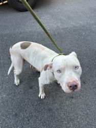 Shelter Stray Male Dog last seen Near sandy cir, South Fulton, GA, 1251 Fulton Industrial Blvd NW, Atlanta, GA 30336, USA