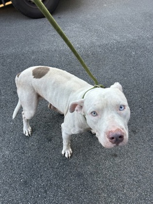 Shelter Stray Male Dog last seen Near sandy cir, South Fulton, GA, 1251 Fulton Industrial Blvd NW, Atlanta, GA 30336, USA