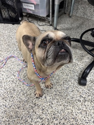 Shelter Stray Female Dog last seen Reston, VA, 20191, Turkey Wing Ct & Marginella Dr, Fairfax County, VA, 4500 West Ox Rd, Fairfax, VA 22030, USA