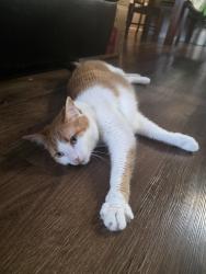 Lost Male Cat last seen Near Stone Bluff Drive, Fenton, MO. 63026, Fenton, MO 63026