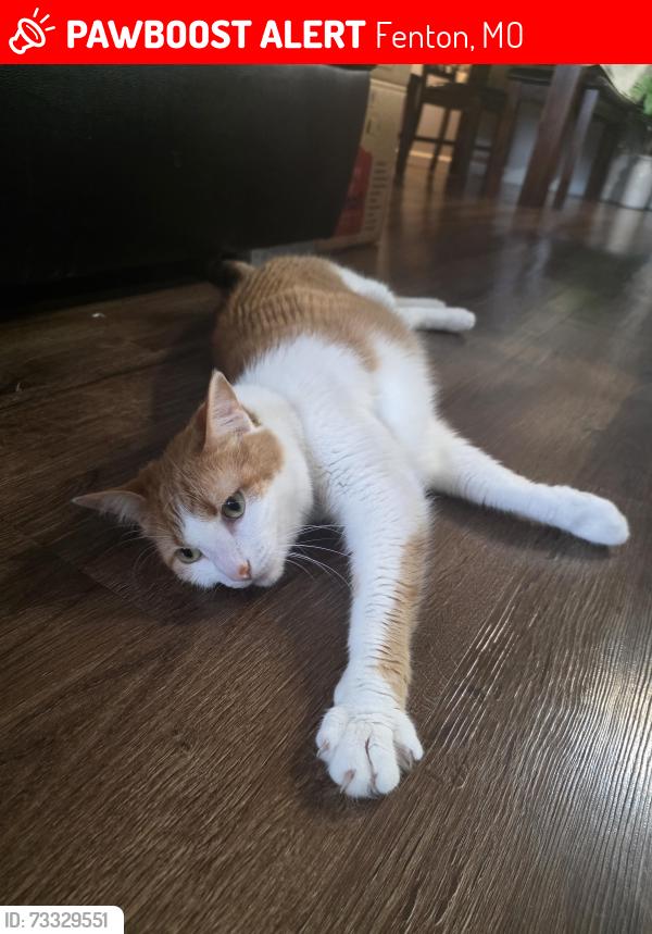 Lost Male Cat last seen Near Stone Bluff Drive, Fenton, MO. 63026, Fenton, MO 63026