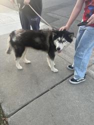 Found/Stray Male Dog last seen M and 5th, Rio Linda, CA 95673