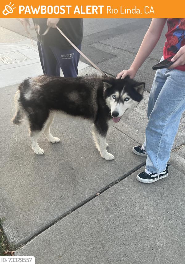 Found/Stray Male Dog last seen M and 5th, Rio Linda, CA 95673