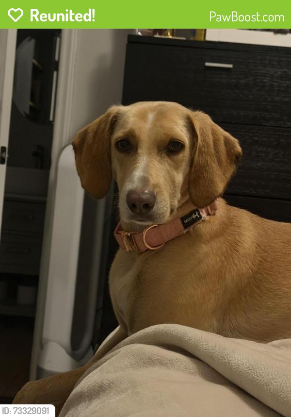 Reunited Male Dog last seen Cliffwood St Nw, Concord, NC 28027