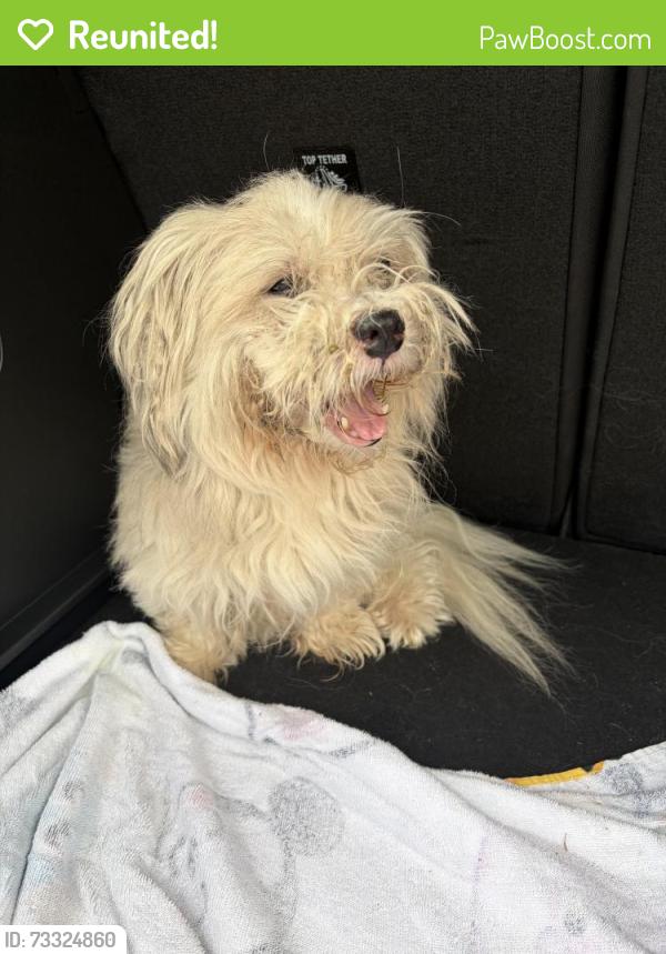 Reunited Female Dog last seen Near SW 106th Terrace, Miami, FL 33186