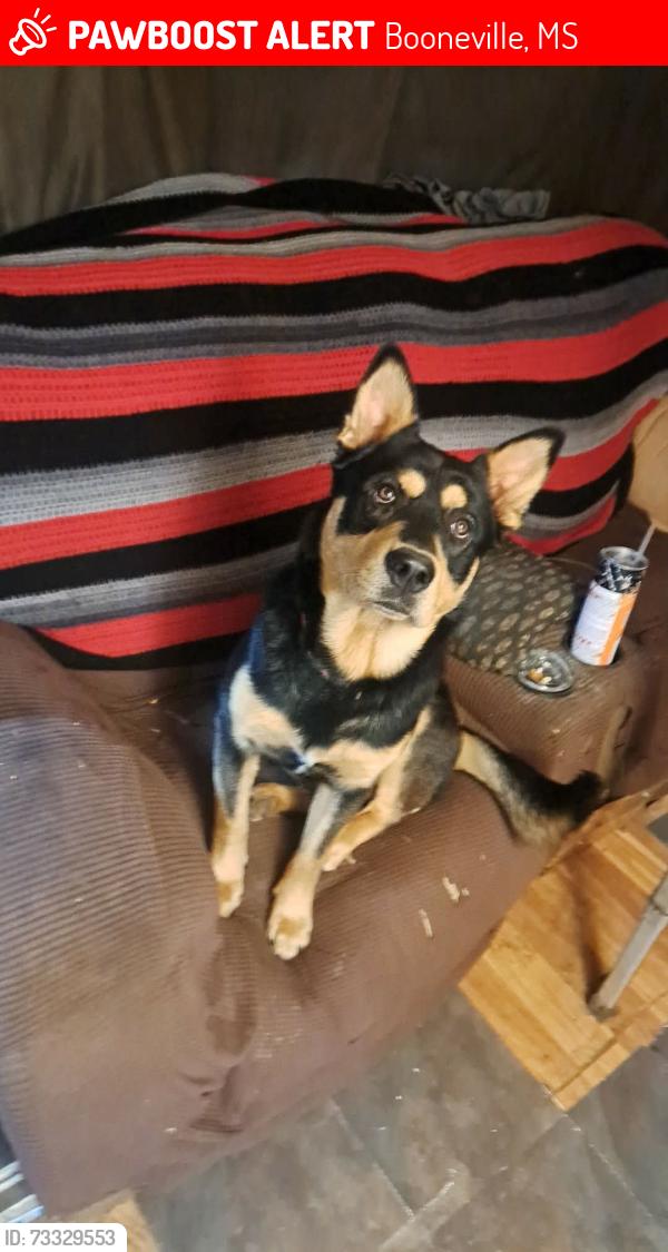 Lost Male Dog last seen County road 1251, Booneville, MS 38829
