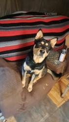 Lost Male Dog last seen County road 1251, Booneville, MS 38829