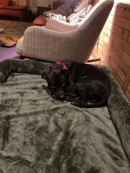 Found/Stray Male Dog last seen 27th and Jefferson, Brewerytown, Philadelphia, PA 19121