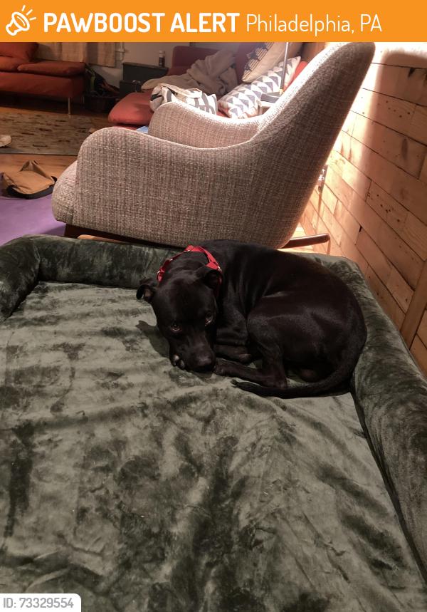 Found/Stray Male Dog last seen 27th and Jefferson, Brewerytown, Philadelphia, PA 19121