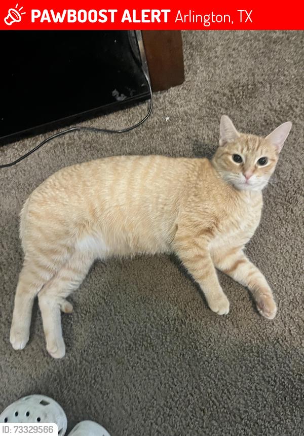 Lost Female Cat last seen Abrams st and sherry st, Arlington, TX 76014