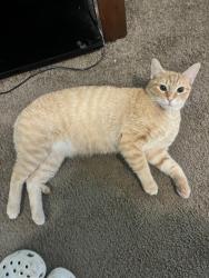 Lost Female Cat last seen Abrams st and sherry st, Arlington, TX 76014