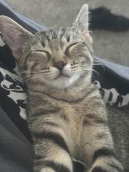 Lost Female Cat last seen Departamentos sterling crest, Arlington, TX 76017
