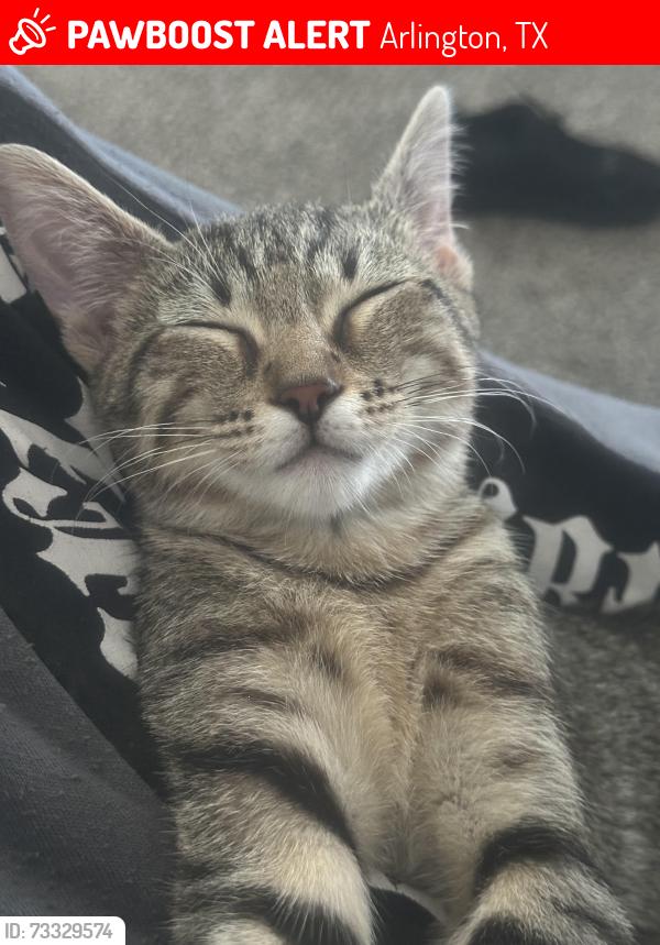 Lost Female Cat last seen Departamentos sterling crest, Arlington, TX 76017