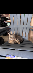 Lost Female Cat last seen Near westhaven ln Trinity, NC 27370, Trinity, NC 27370