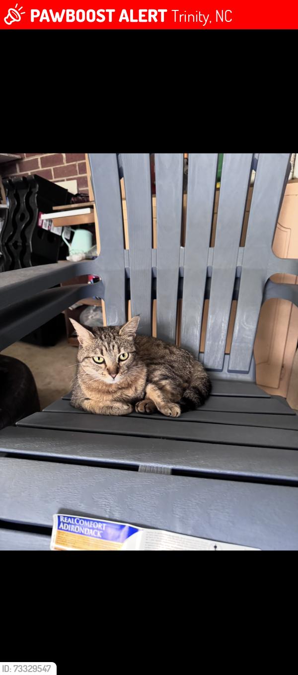 Lost Female Cat last seen Near westhaven ln Trinity, NC 27370, Trinity, NC 27370
