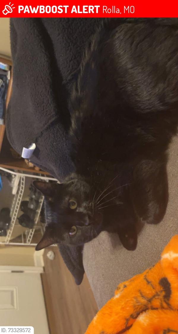 Lost Male Cat last seen E lions club dr, Rolla, MO 65401