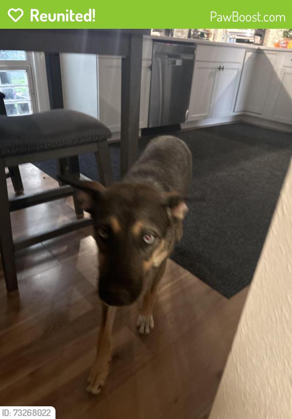 Reunited Female Dog last seen Highway 34 at the Peterbilt mechanic station, Loveland, CO 80537