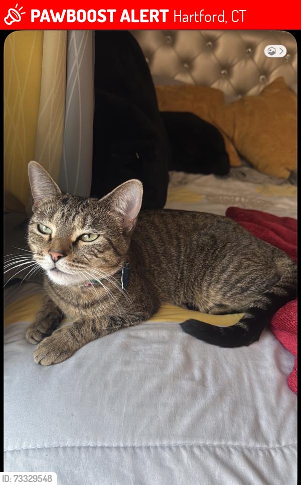 Lost Female Cat last seen 95bushnel st, Hartford, CT 06114