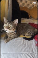 Lost Female Cat last seen 95bushnel st, Hartford, CT 06114