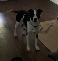Found/Stray Male Dog last seen Wishbone bridge, Austin, TX 78702