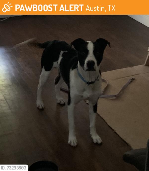 Found/Stray Male Dog last seen Wishbone bridge, Austin, TX 78702
