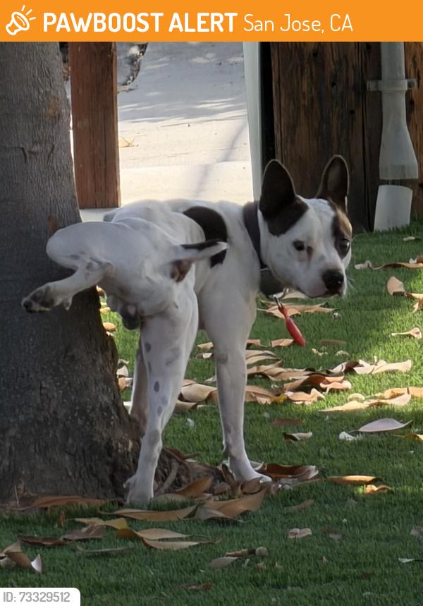 Found/Stray Male Dog last seen Stop sign between Kettmann Ave and Toy Ln, San Jose, CA 95121