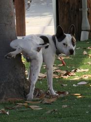 Found/Stray Male Dog last seen Stop sign between Kettmann Ave and Toy Ln, San Jose, CA 95121