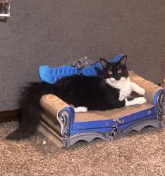 Lost Female Cat last seen California Ave & Fairgrove Ave, La Puente, CA 91744