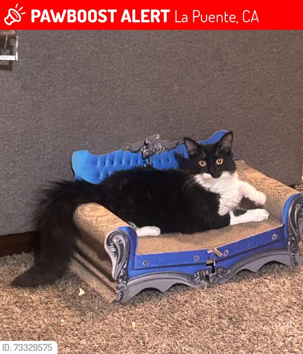Lost Female Cat last seen California Ave & Fairgrove Ave, La Puente, CA 91744