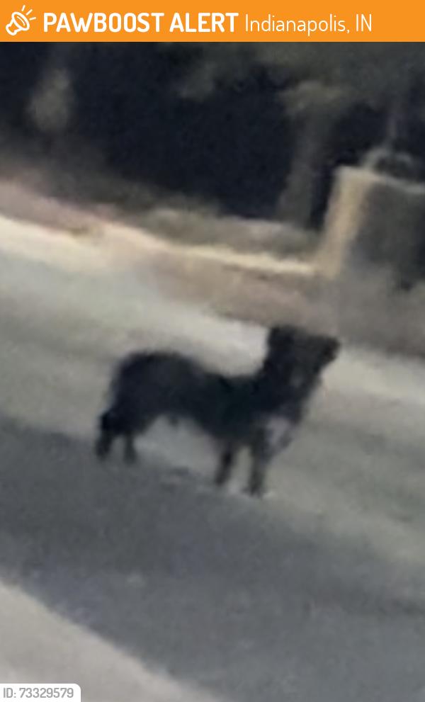 Found/Stray Male Dog last seen La fitness, Indianapolis, IN 46226