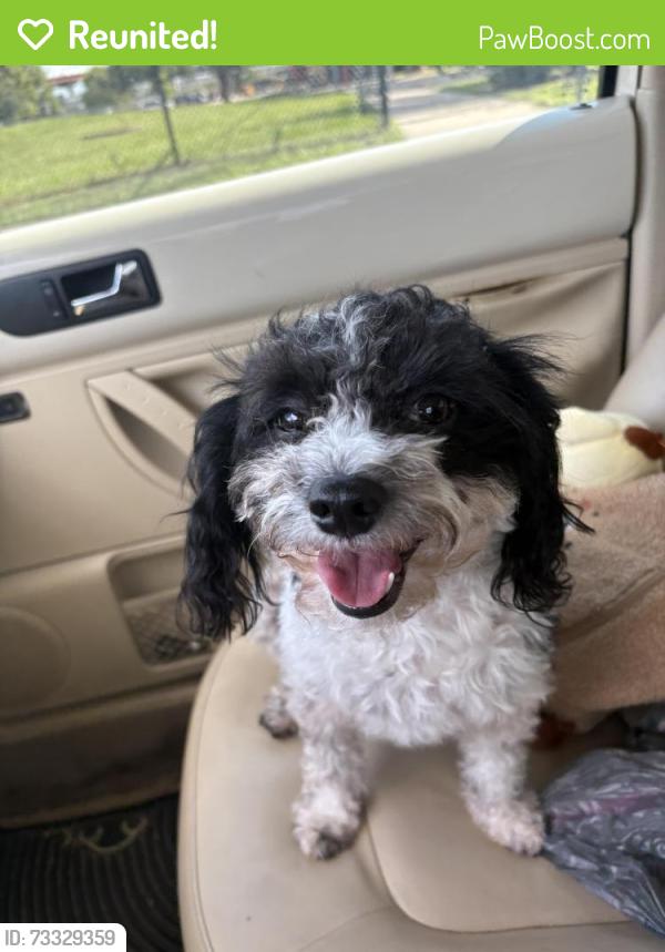 Reunited Female Dog last seen Near Plum Creek Drive, Houston, TX 77012