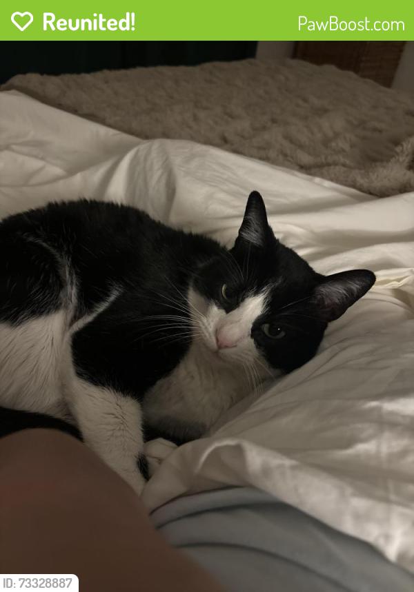 Reunited Male Cat last seen Hampton and Oleatha, St. Louis, MO 63139