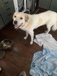 Found/Stray Male Dog last seen Wishbone bridge, austin TX, Austin, TX 78702