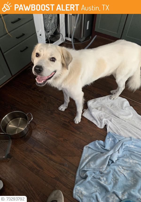 Found/Stray Male Dog last seen Wishbone bridge, austin TX, Austin, TX 78702