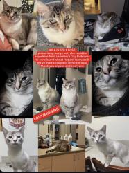 Lost Female Cat last seen W 55th Ave and Marshall St, Commerce City, CO 80022