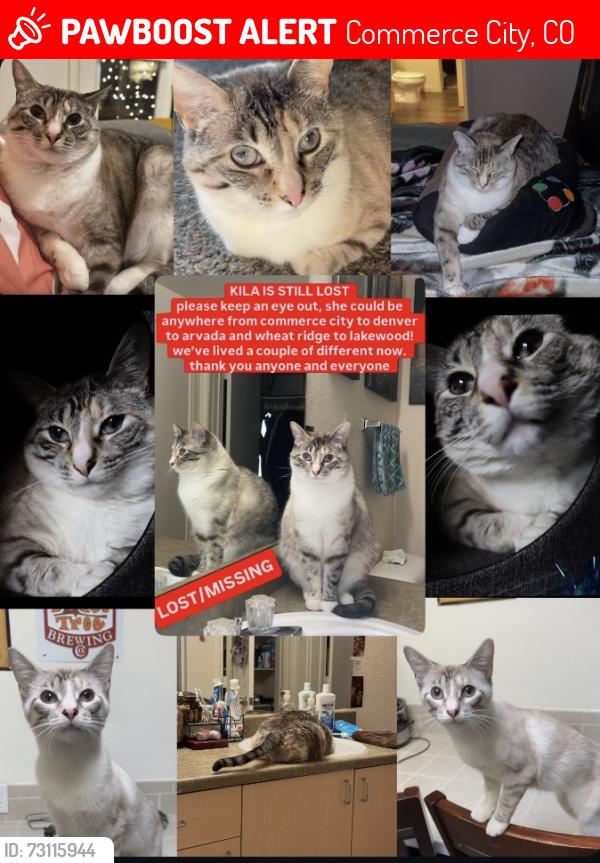 Lost Female Cat last seen W 55th Ave and Marshall St, Commerce City, CO 80022