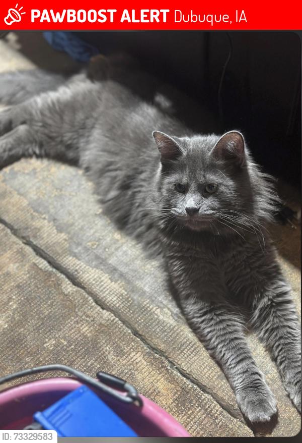 Lost Male Cat last seen Roosevelt st and Peru rd, Dubuque, IA 52001