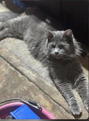 Lost Male Cat last seen Roosevelt st and Peru rd, Dubuque, IA 52001