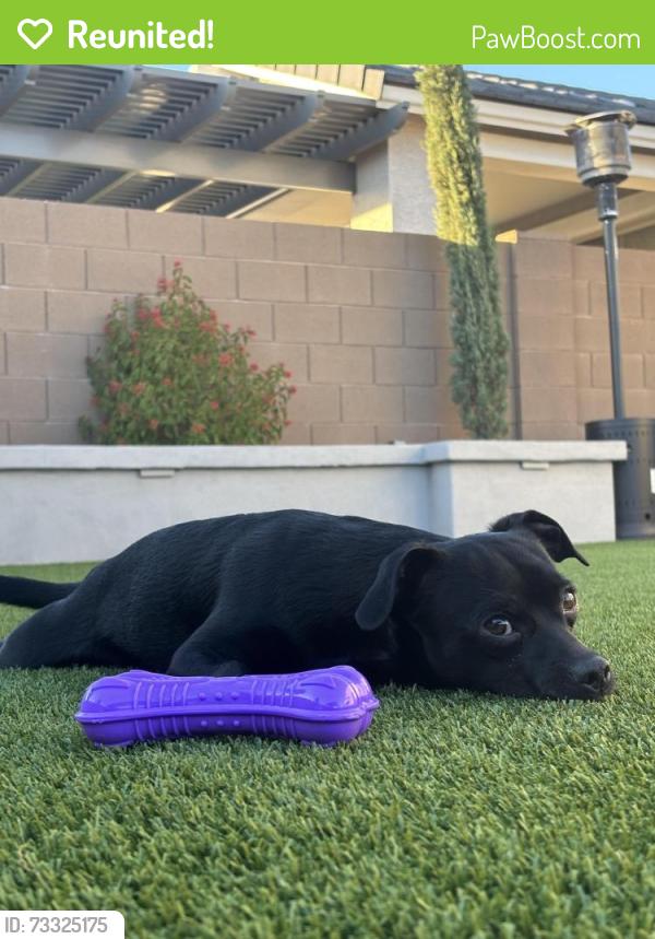 Reunited Male Dog last seen 55th Ave and Northern, Glendale Az, Glendale, AZ 85302