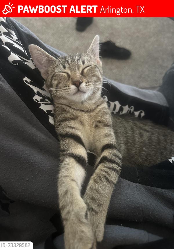 Lost Female Cat last seen Departamento sterling crest, Arlington, TX 76017