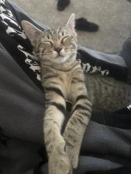 Lost Female Cat last seen Departamento sterling crest, Arlington, TX 76017