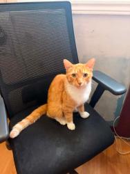 Lost Male Cat last seen Near dundas street, London, ON N5W 2Z4